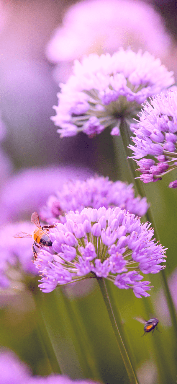 Allium Img (1)